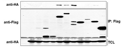 ​免疫共沉淀（Co-Immunoprecipitation,