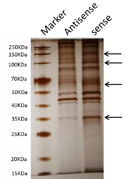 RNA Pulldown