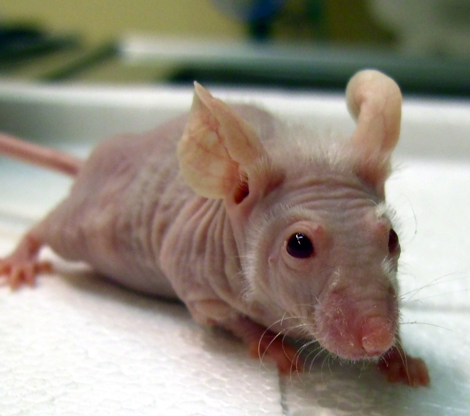 裸鼠皮下成瘤实验