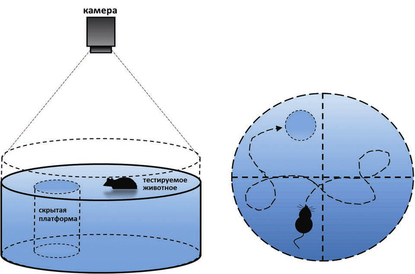 行为学检测