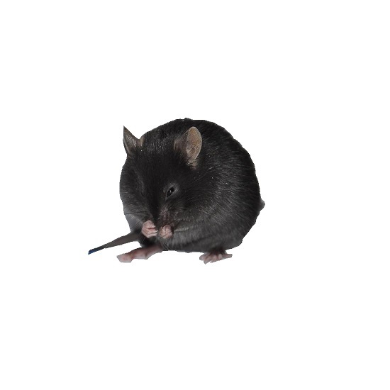  Nos3小鼠（高血压模型）