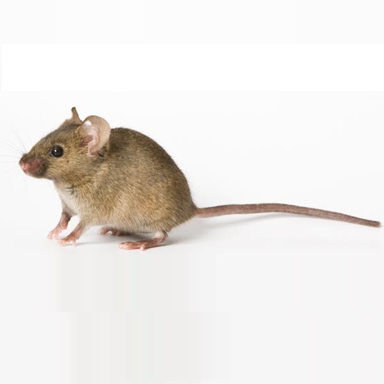 AD小鼠(APPSWE 双转基因老年痴呆模型)