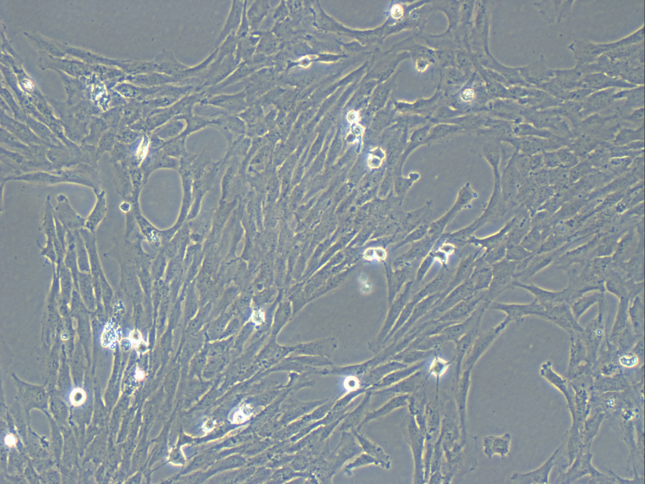 细胞培养(图1)