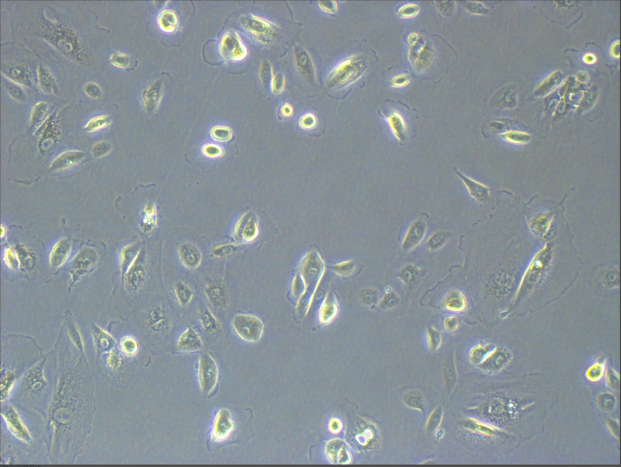 细胞培养(图2)