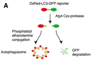 细胞自噬(图1)