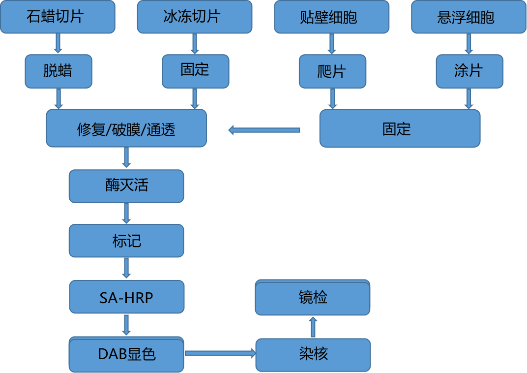 石蜡/冰冻切片TUNEL凋亡(图1)