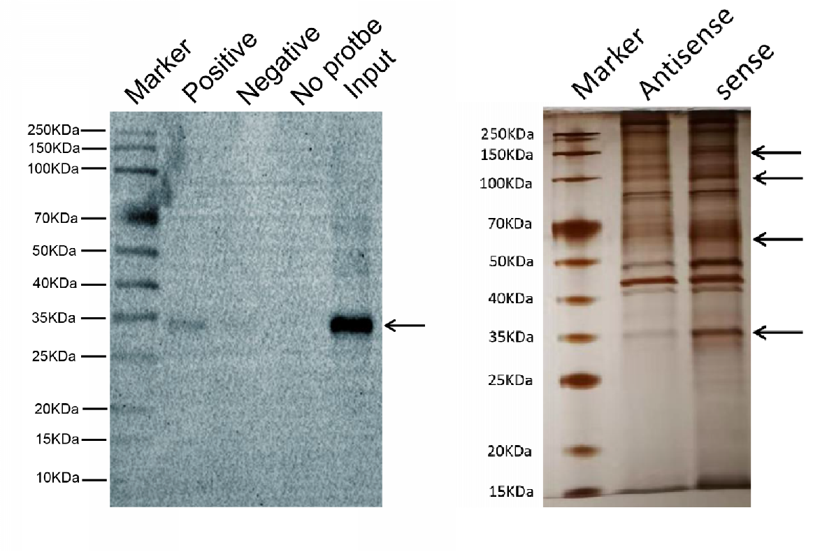 RNA Pulldown、DNA Pull-down(图2)