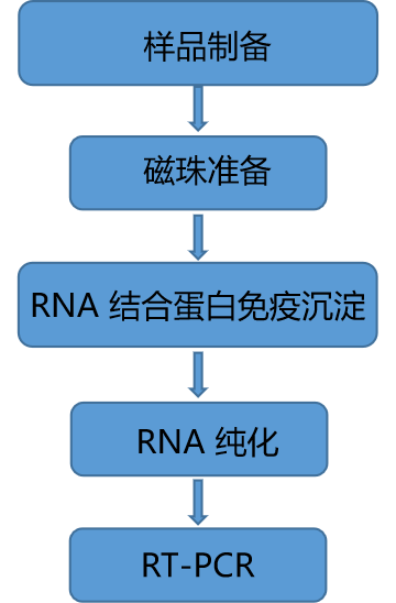 RNA结合蛋白免疫沉淀 RIP(图1)