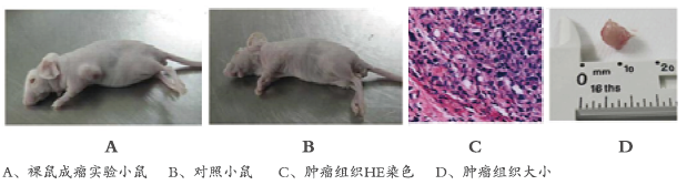 裸鼠皮下成瘤实验(图1)