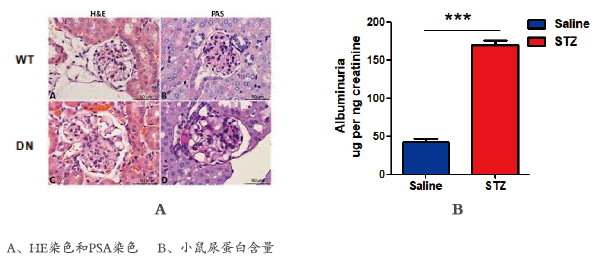  糖尿病肾病实验研究(图1)