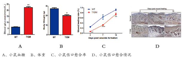 糖尿病足实验研究(图1)