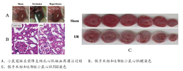 心肌缺血再灌注模型实验研究(图1)