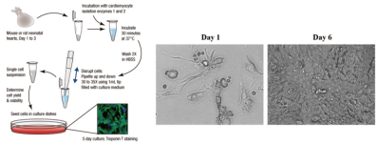 小鼠心肌细胞(图1)